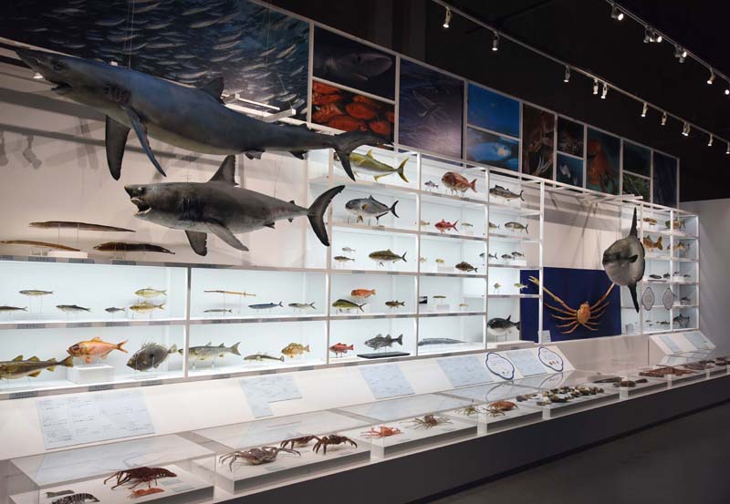 魚介類の展示（2020年の展示風景）