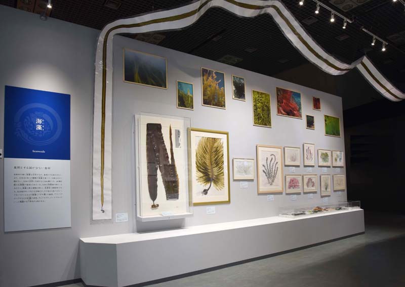 海藻の展示（2020年の展示風景）